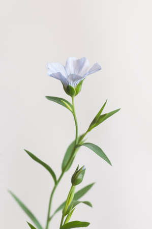 Flax (Linum usitatissimum) flowers over light background, close up shot, local focusの写真素材