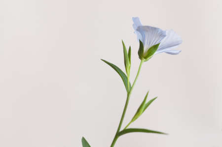 Flax (Linum usitatissimum) flowers over light background, close up shot, local focusの写真素材