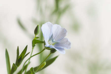 Flax (Linum usitatissimum) flowers over light background, close up shot, local focusの写真素材