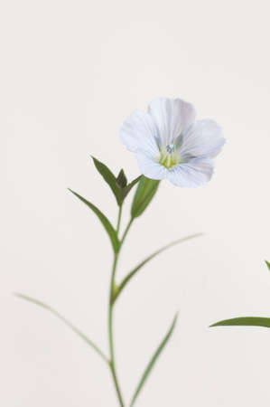 Flax (Linum usitatissimum) flowers over light background, close up shot, local focusの写真素材
