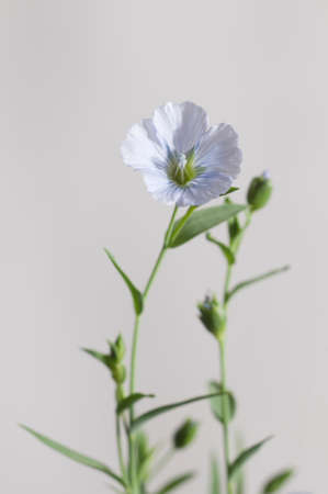 Flax (Linum usitatissimum) flowers over light background, close up shot, local focusの写真素材