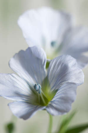 Flax (Linum usitatissimum) flowers over light background, close up shot, local focus