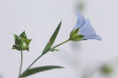 Flax (Linum usitatissimum) flowers over light background, close up shot, local focusの写真素材