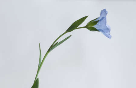 Flax (Linum usitatissimum) flowers over light background, close up shot, local focus