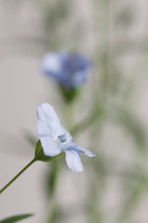 Flax (Linum usitatissimum) flowers over light background, close up shot, local focusの写真素材