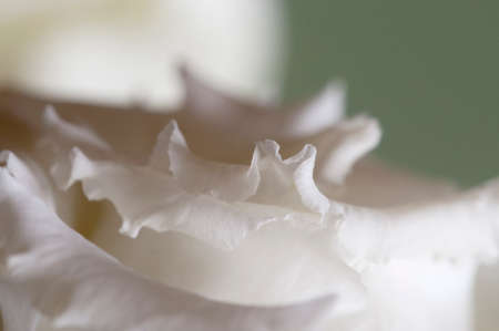 Eustoma flower fragment macro shot local focusの写真素材