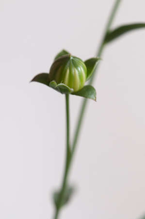 Flax (Linum usitatissimum) seeds over light background, close up shot, local focusの写真素材