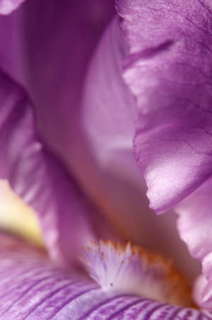 Glad flower fragment macro shot local focus