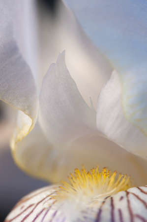Glad flower fragment macro shot local focusの写真素材