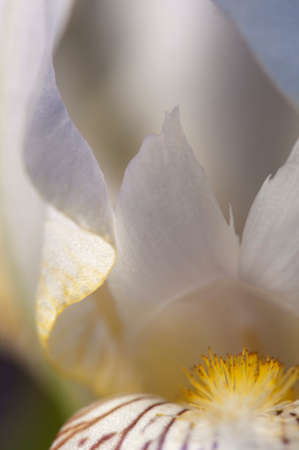 Glad flower fragment macro shot local focusの写真素材