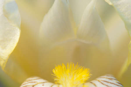 Glad flower fragment macro shot local focus