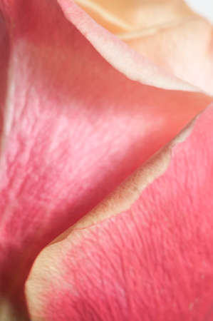 Rose flower macro shot local focusの写真素材