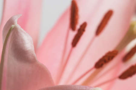 Pink lily flower ower green background closeup