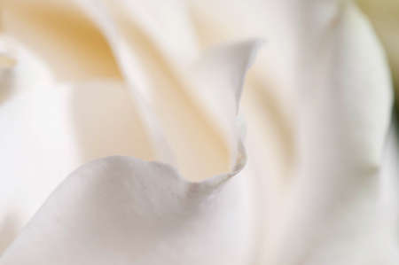 Rose flower fragment macro shot local focusの写真素材