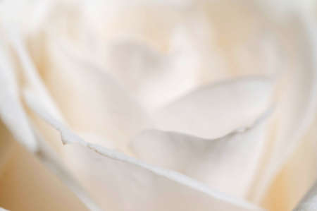 Rose flower fragment macro shot local focusの写真素材