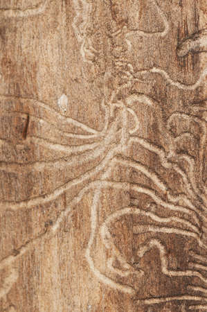 The bark beetle holes in a dry tree, closeup