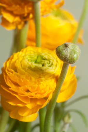 Ranunculus flower over green background, closeup shotの写真素材