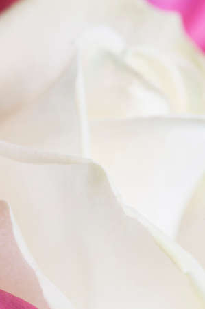 Rose flower fragment macro shot local focusの写真素材