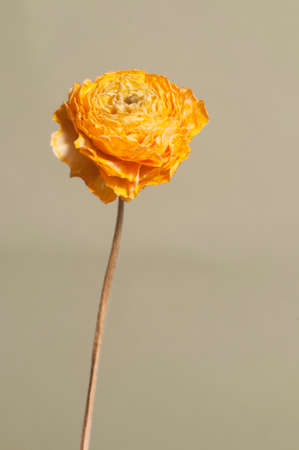 Dry Ranunculus flower, close up shot, local focus