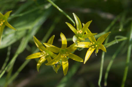 Yellow  star-of-Bethlehem (Gagea lutea) flowers in spring, close up shot, local focus
