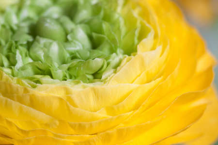 Ranunculus flower over paper background, closeup shotの写真素材