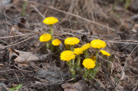 Coltsfoot (Tussulago farfara) flowers in spring, close up shot
