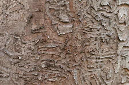 The bark beetle holes in a dry maple tree, closeupの写真素材