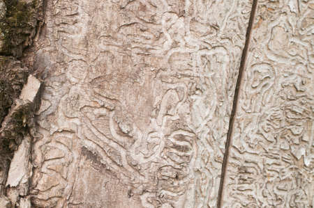 The bark beetle holes in a dry maple tree, closeupの写真素材