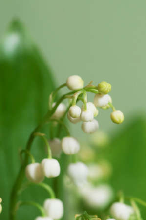 Lily of the valley, macro shotの写真素材
