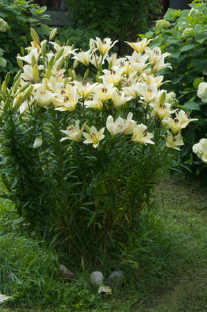Yellow lily flowers in a garden, close up shotの写真素材