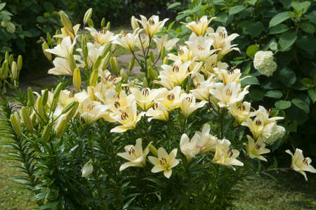 Yellow lily flowers in a garden, close up shotの写真素材