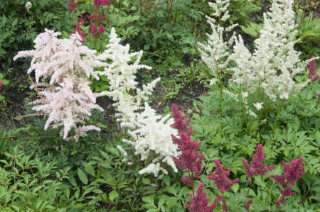 Astilbe flowers in a garden, close up shotの写真素材