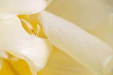 Tulip flower fragment macro shot local focusの写真素材