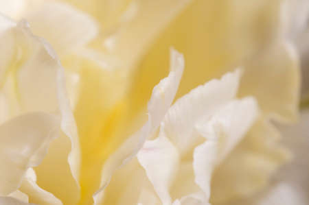 Tulip flower fragment macro shot local focusの写真素材