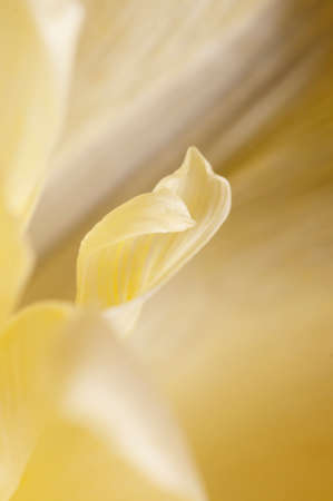 Tulip flower fragment macro shot local focusの写真素材