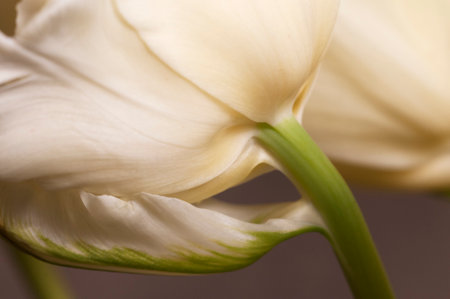 Tulip flower fragment macro shot local focusの写真素材
