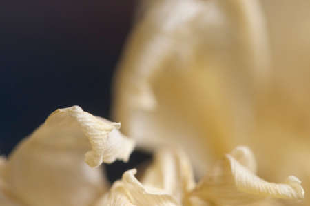 Dry Tulip flower fragment macro shot local focusの写真素材