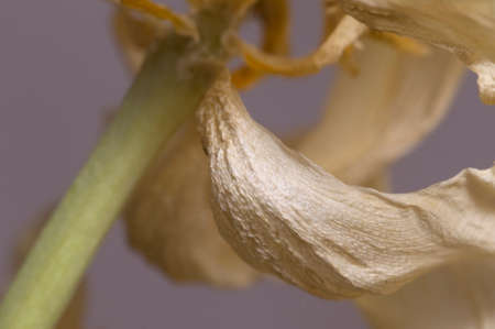 Dry Tulip flower fragment macro shot local focusの写真素材