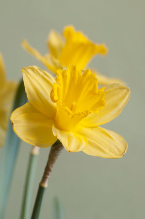 Narcissus flower macro shot local focus