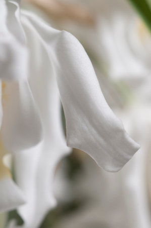 Flowers of Coelogyne cristata orchid, close up shotの写真素材