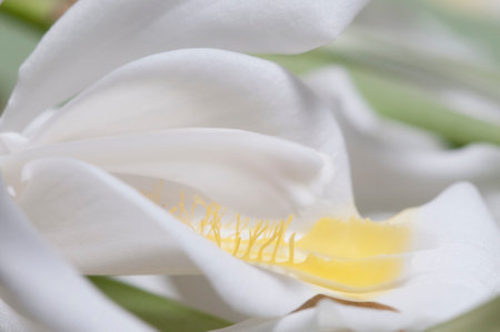 Flowers of Coelogyne cristata orchid, close up shotの写真素材