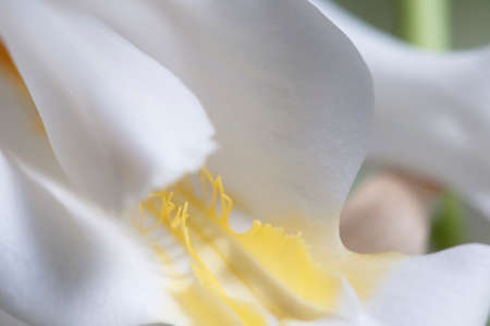 Flowers of Coelogyne cristata orchid, close up shotの写真素材