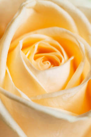 Rose flower fragment macro shot local focusの写真素材