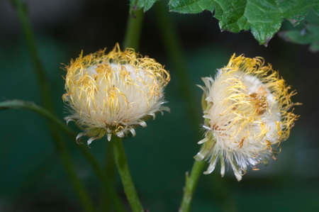 Coltsfoot (Tussulago farfara) flowers in spring, close up shot