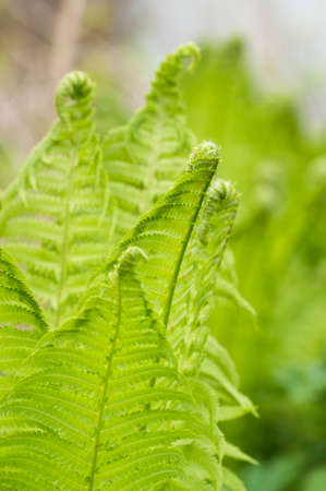 Closeup curled fern frond in spring, local focusの写真素材