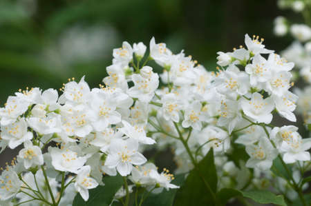 Philadelphus flowers in spring, close up shot, local focusの写真素材