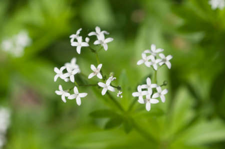 Galium odoratum; flowers in spring, close up shot, local focusの写真素材