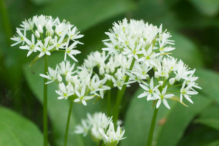 Allium ursinum flowering plants in a spring forestの写真素材
