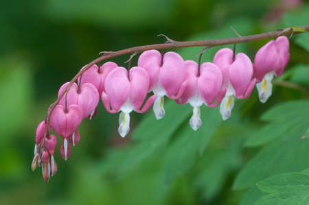 Flowers of a bleeding heart Dicentra Spectabils, Close-upの写真素材