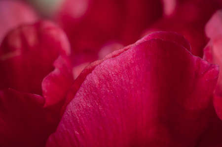 Peony flower fragment macro shot local focusの写真素材